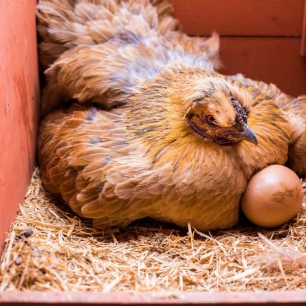 How much light does a chicken need to lay eggs? (Exact Number)