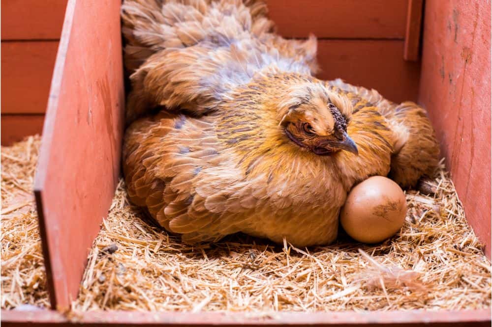 How much light does a chicken need to lay eggs